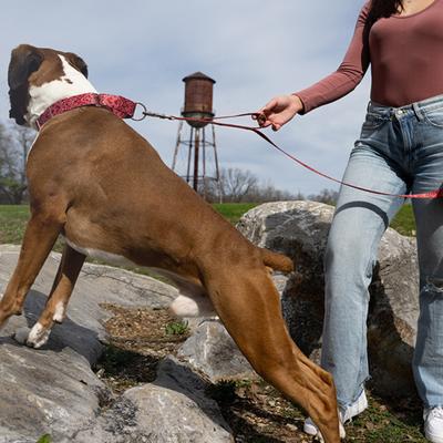 Show full view: Country Brook Petz HossFit Jr Bandana Wide Martingale Dog Collar, Red, Large slide 4 of 9