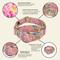Show in main carousel: Country Brook Petz HossFit Jr Watercolor Peonies Wide Martingale Dog Collar, Pink, Medium: 15 to 21-in neck, 1.5-in wide slide 6 of 8
