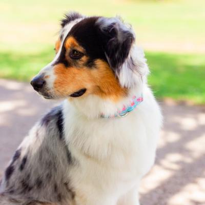 Show full view: Country Brook Petz HossFit Jr April Blossoms Wide Martingale Dog Collar, Blue, Medium slide 5 of 10