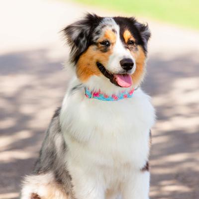 Show full view: Country Brook Petz HossFit Jr April Blossoms Wide Martingale Dog Collar, Blue, Medium slide 4 of 10