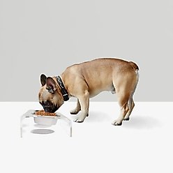 Hiddin Clear Slant Double Dog Bowl, Silver, Small