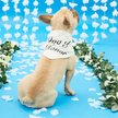 Show in main carousel: Hotel Doggy "Dog of Honor" Wedding Dog Bandana, Vanilla Ice, X-Small/Small slide 1 of 7