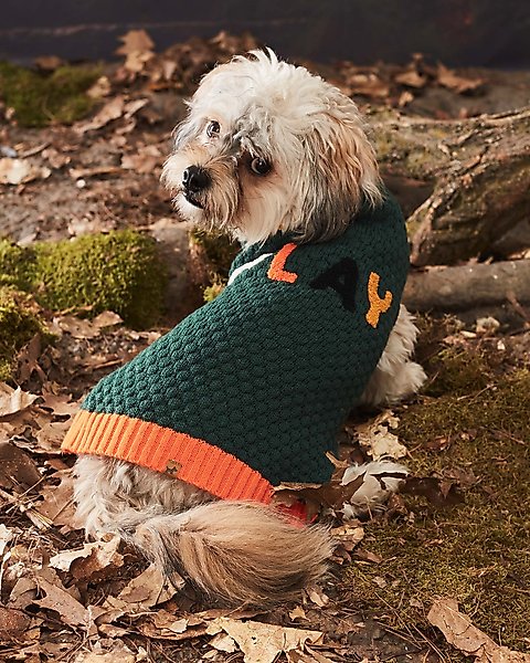 Show full view: Hotel Doggy "Play" Honeycomb Dog Sweater, Greener Pasture, Large slide 1 of 8