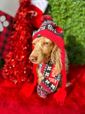 Show full view: Hotel Doggy Apres-Ski Winter Knitted Dog Scarf, Fiery Red, Small slide 6 of 6