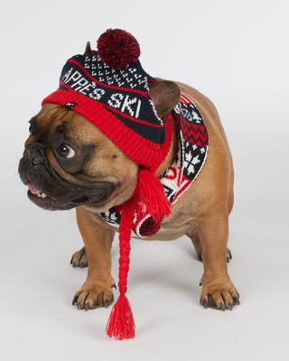 Show full view: Hotel Doggy Apres-Ski Winter Knitted Dog Scarf, Fiery Red, Small slide 5 of 6