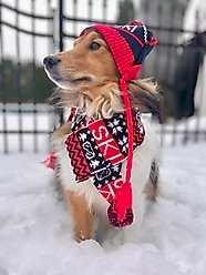 Hotel Doggy Apres-Ski Winter Knitted Dog Scarf, Fiery Red, Small slide 2 of 6