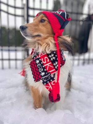 Show full view: Hotel Doggy Apres-Ski Winter Knitted Dog Scarf, Fiery Red, Small slide 4 of 6
