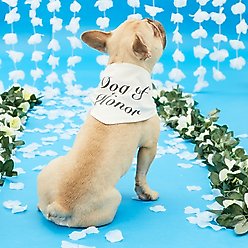 Hotel Doggy "Dog of Honor" Wedding Dog Bandana, Vanilla Ice, Medium/Large