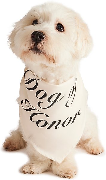 Show full view: Hotel Doggy "Dog of Honor" Wedding Dog Bandana, Vanilla Ice, X-Small/Small slide 5 of 7