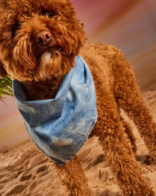 Show full view: Hotel Doggy Acid-Wash Denim Dog Bandana, Lt Blue Denim, X-Small/Small slide 5 of 6