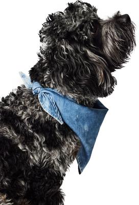 Show full view: Hotel Doggy Acid-Wash Denim Dog Bandana, Lt Blue Denim, Medium/Large slide 3 of 6