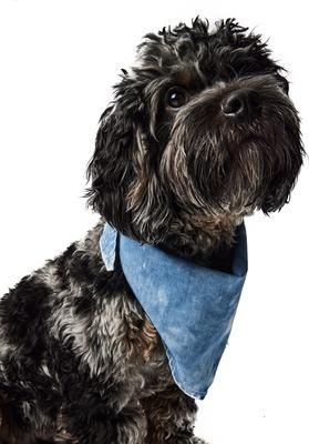 Show full view: Hotel Doggy Acid-Wash Denim Dog Bandana, Lt Blue Denim, X-Small/Small slide 2 of 6
