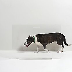 Hiddin Tall Clear View Panel Freestanding Dog Gate, 36-in