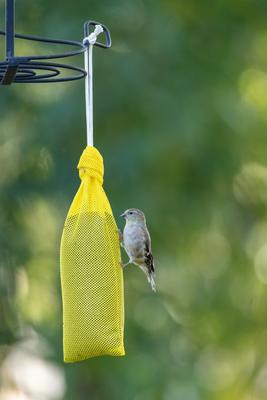 Show full view: Mr. Canary Co. Pair of Socks Finch Sock Feeders, Yellow, 12-oz, 2 count slide 2 of 10