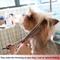 Show in main carousel: HASHIMOTO Blending Dog & Cat Grooming Shears, Silver, 7.0-in slide 5 of 5