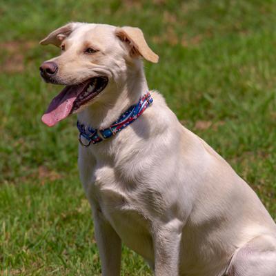 Show full view: Country Brook Petz Star Spangled Martingale Dog Collar, Medium: 15 to 21-in neck, 1-in wide slide 2 of 7