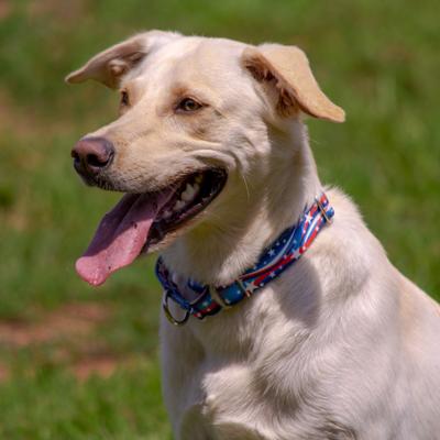 Show full view: Country Brook Petz Star Spangled Martingale Dog Collar, Medium: 15 to 21-in neck, 1-in wide slide 3 of 7
