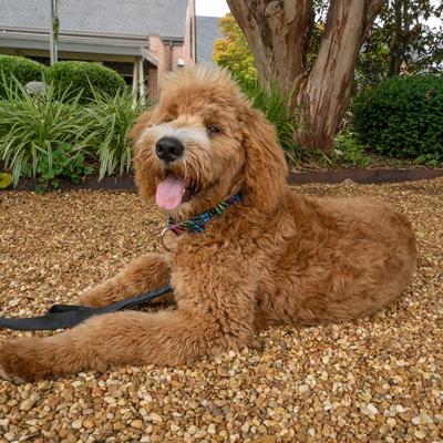 Show full view: Country Brook Petz HossFit Jr Tie Dye Stripes Wide Martingale Dog Collar, Large slide 4 of 9