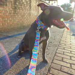 Country Brook Petz HossFit Jr Classic Tie Dye Wide Martingale Dog Collar, Large slide 2 of 9