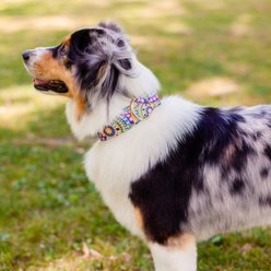 Country Brook Petz HossFit Jr Boho Mandala Wide Martingale Dog Collar, Yellow, Large: 18 to 26-in neck, 1.5-in wide slide 2 of 9