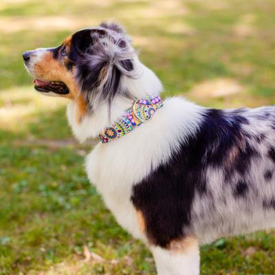 Show full view: Country Brook Petz HossFit Jr Boho Mandala Wide Martingale Dog Collar, Yellow, X-Large: 23 to 31-in neck, 1.5-in wide slide 3 of 9