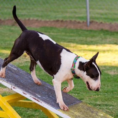 Show full view: Country Brook Petz HossFit Jr Tie Dye Stripes Wide Martingale Dog Collar, Large slide 3 of 9