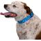 Show in main carousel: Country Brook Petz HossFit Jr Woodland Bone Camo Wide Martingale Dog Collar, Large, Blue slide 3 of 9