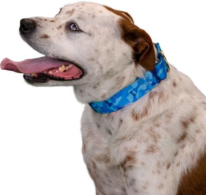 Show full view: Country Brook Petz HossFit Jr Woodland Bone Camo Wide Martingale Dog Collar, Large, Blue slide 3 of 9