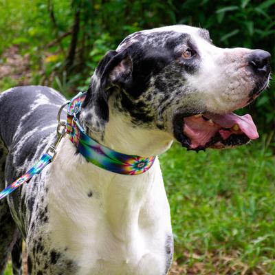 Show full view: Country Brook Petz HossFit Jr Tie Dye Flowers Wide Martingale Dog Collar, Multi-Colored, Large: 18 to 26-in neck, 1.5-in wide slide 4 of 10