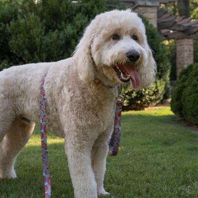 Show full view: Country Brook Petz HossFit Jr Sky Manadala Wide Martingale Dog Collar, Blue, X-Large: 23 to 31-in neck, 1.5-in wide slide 4 of 9