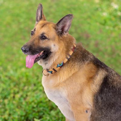 Show full view: Country Brook Petz HossFit Jr Native Arizona Wide Martingale Dog Collar, Large slide 5 of 10