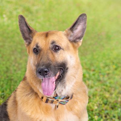 Show full view: Country Brook Petz HossFit Jr Native Arizona Wide Martingale Dog Collar, Large slide 4 of 10