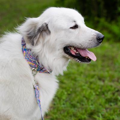 Show full view: Country Brook Petz HossFit Jr Boho Mandala Wide Martingale Dog Collar, Blue, Large: 18 to 26-in neck, 1.5-in wide slide 3 of 9