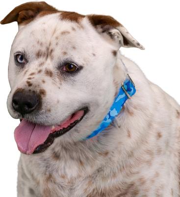 Show full view: Country Brook Petz HossFit Jr Woodland Bone Camo Wide Martingale Dog Collar, Large, Blue slide 4 of 9