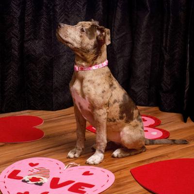 Show full view: Country Brook Petz HossFit Jr Puppy Love Wide Martingale Dog Collar, Large slide 4 of 9