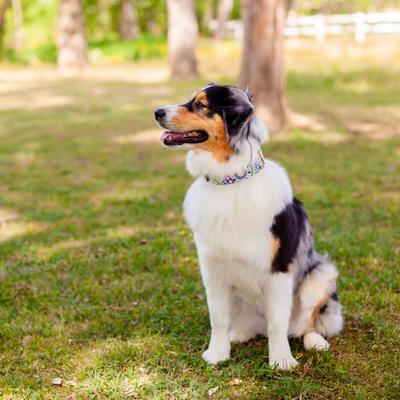 Show full view: Country Brook Petz HossFit Jr Boho Mandala Wide Martingale Dog Collar, Yellow, X-Large: 23 to 31-in neck, 1.5-in wide slide 4 of 9
