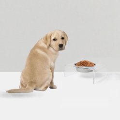 Hiddin Clear Single Elevated Dog & Cat Feeder, Silver, 6.5-cup