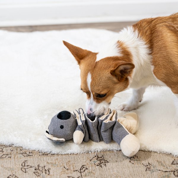 Show full view: Critta Fitta Interactive Koala Plush Dog Toy slide 3 of 6