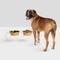 Show in main carousel: Hiddin Medium Clear Stainless Steel Elevated Double Dog Bowl, Gold, 6.5-cup slide 1 of 9