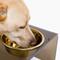Show in main carousel: Hiddin Bronze Single Dog & Cat Elevated Bowl, Gold, 6.5-cup slide 7 of 8