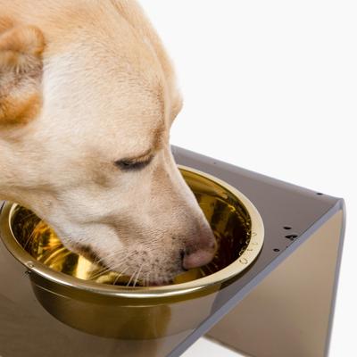 Show full view: Hiddin Bronze Single Dog & Cat Elevated Bowl, Gold, 6.5-cup slide 7 of 8