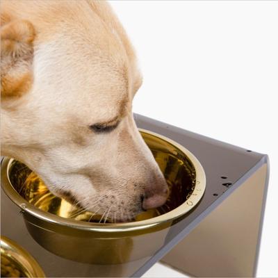 Show full view: Hiddin Bronze Acrylic Double Elevated Dog & Cat Bowl, Gold, 6.5-cup slide 8 of 8