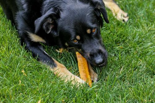 Show full view: Top Dog Chews 100% Natural Himalayan Yak Cheese Small & Medium Chews Dog Treat, 1-lb bag slide 8 of 9