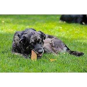 Top Dog Chews 100% Natural Himalayan Yak Cheese Medium & Large Chews Dog Treat, 1-lb bag