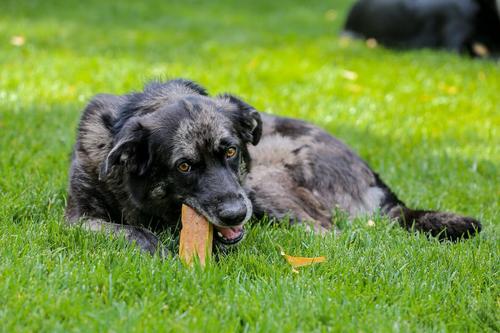 Show full view: Top Dog Chews 100% Natural Himalayan Yak Cheese Medium & Large Chews Dog Treat, 1-lb bag slide 8 of 9