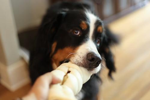 Show full view: Top Dog Chews Buffalo Beef Cheek Rolls Dog Treat, 5 count, 5 - 6 inches slide 8 of 9