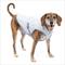Show in main carousel: Kurgo Core Cooling Dog Vest, Large slide 1 of 10