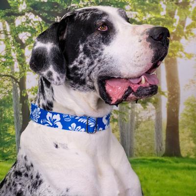 Show full view: Country Brook Petz HossFit Jr Hawaiian Wide Martingale Dog Collar, X-Large, Royal Blue slide 3 of 10