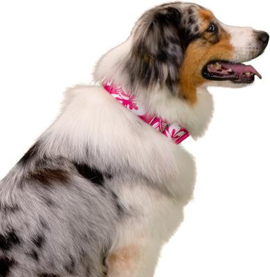 Show full view: Country Brook Petz HossFit Jr Hawaiian Wide Martingale Dog Collar, Pink, Medium slide 4 of 10