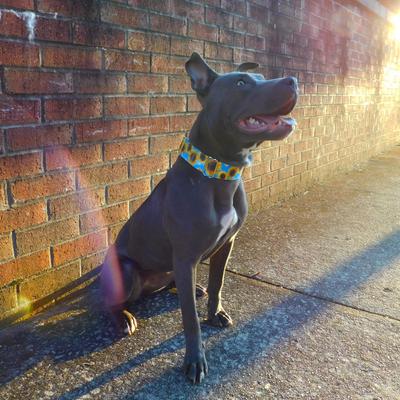 Show full view: Country Brook Petz HossFit Jr Sunflowers Wide Martingale Dog Collar, Yellow, Medium: 15 to 21-in neck, 1.5-in wide slide 3 of 9